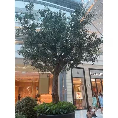 Realistic Olive Tree best