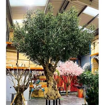 Realistic Olive Tree price