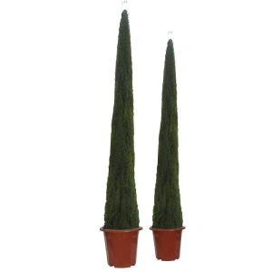 Mesterséges toszkán ciprusfák