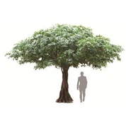 Fekete selyem olajfa