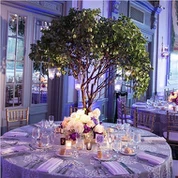 Mesterséges eukaliptuszfa